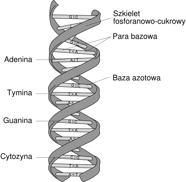 Dna Structure,Dna Wallpaper Dna Structure,Dna Wallpaper