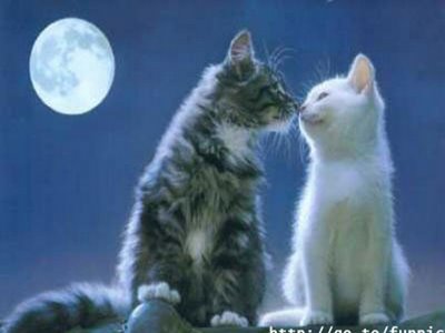 Kissing Cat Wallpapers cat wallpapers. Kissing Cat Wallpapers