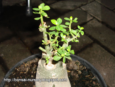 Adenium Magic Green Dragon