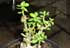 Adenium Magic Green Dragon