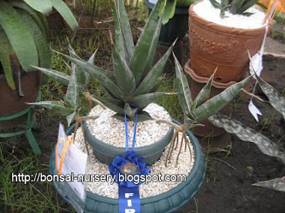Sansivera Pinguincula