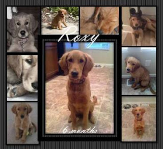 dog ate tennis ball fuzz