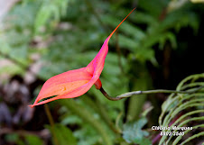 Orquídea Andina