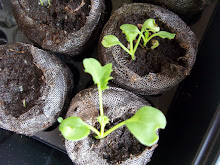 Grow Kale in Alberta