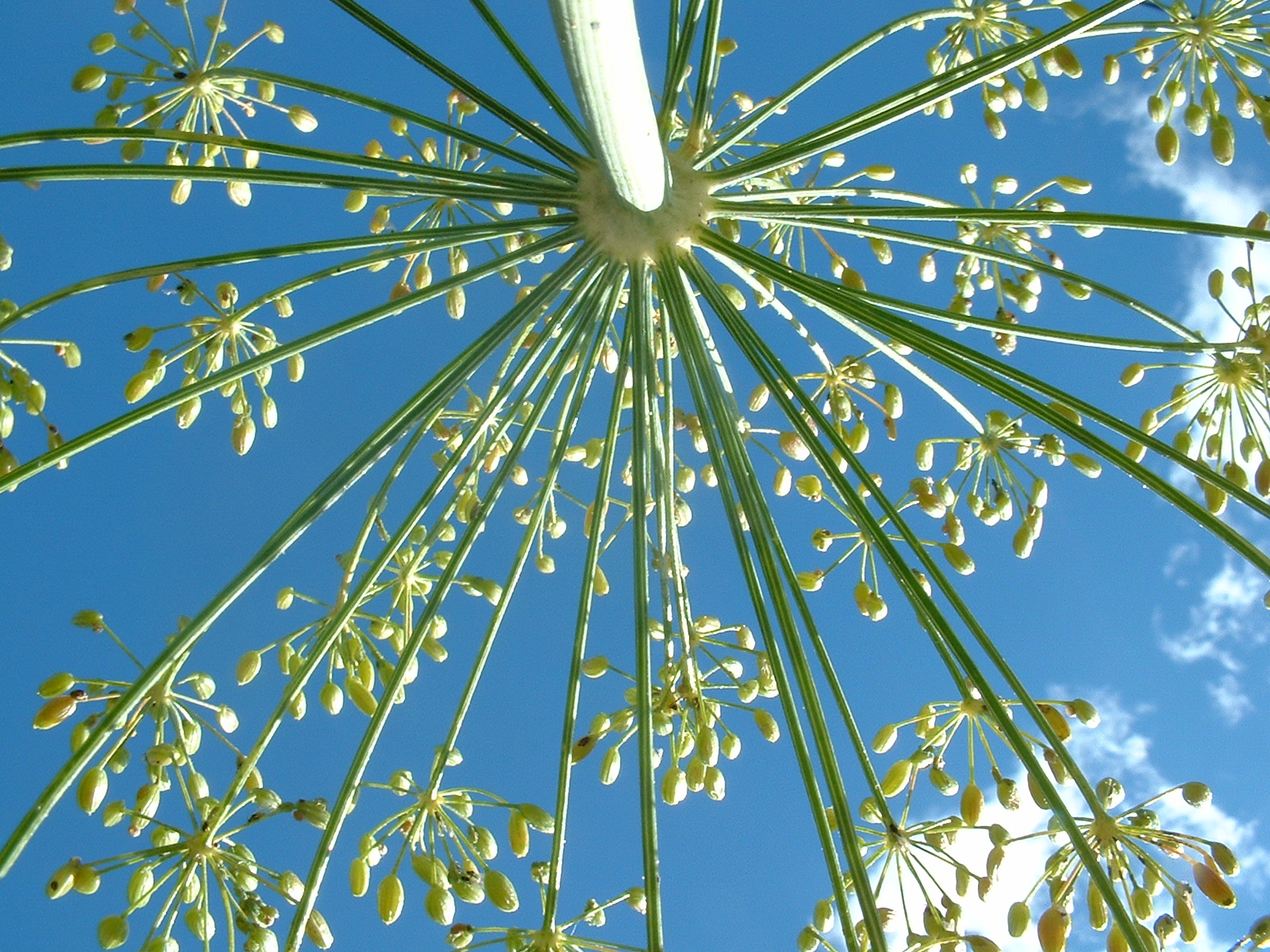 Backyard Garden Dill. Grow it from Seed.