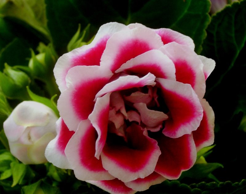 [florrosa.JPG]