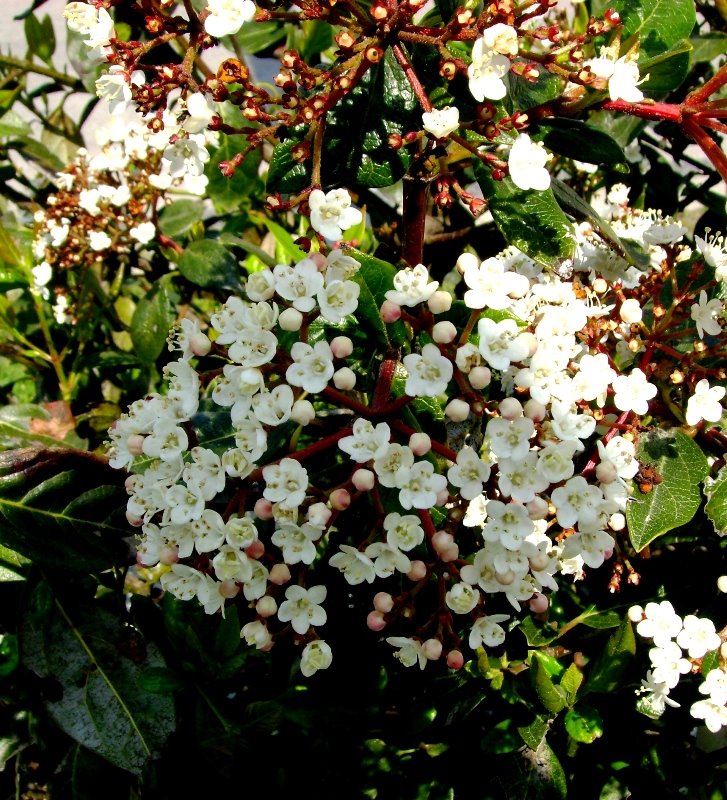 [MAIS+FLORES+NESTA+PRIMAVERA2.JPG]