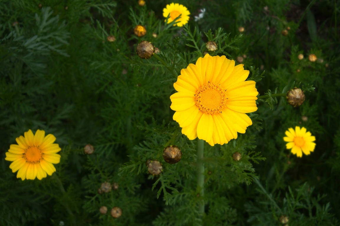 [DSC01849.JPG]