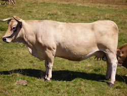 Aubrac