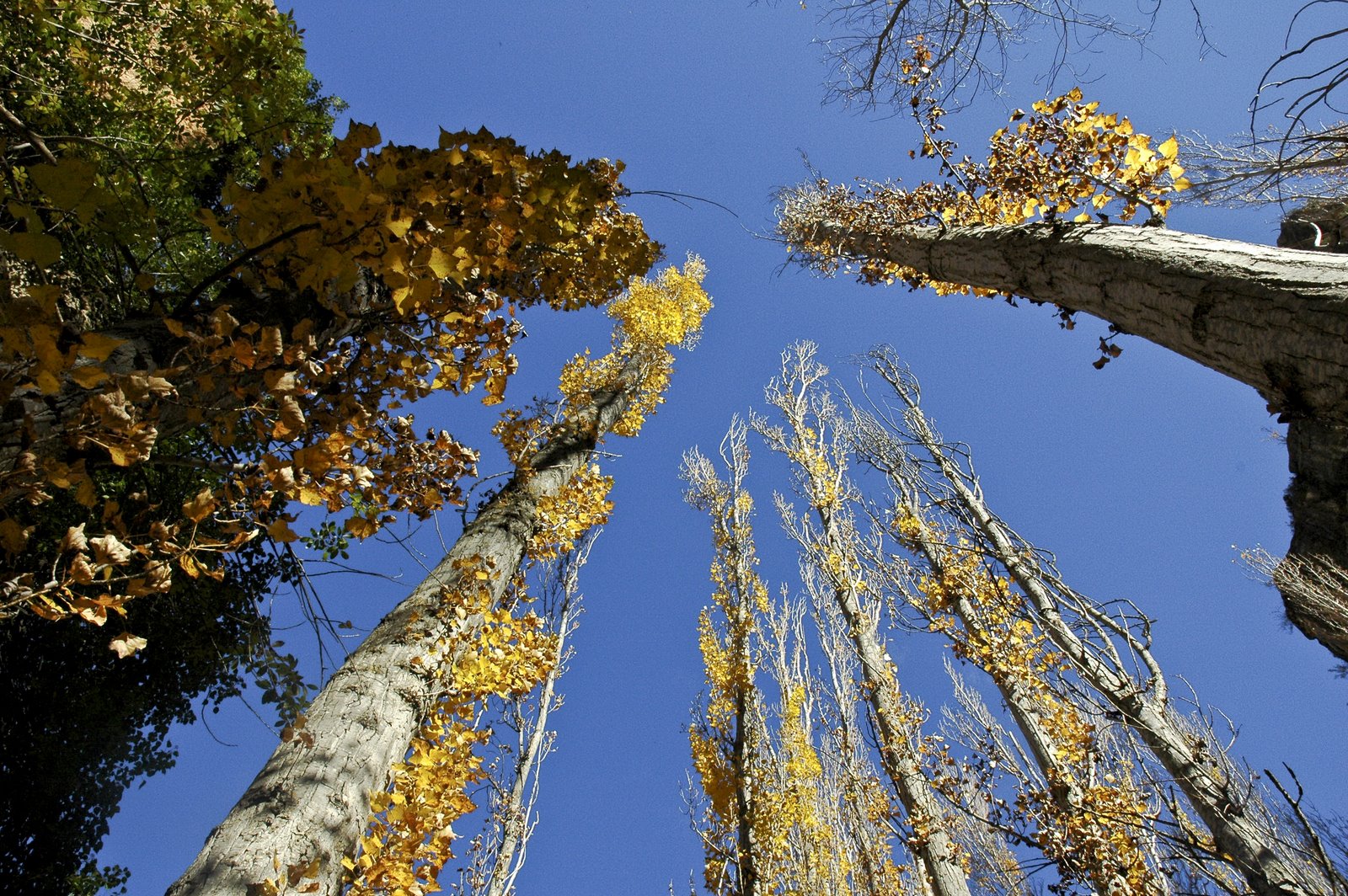 [Arboles+contrapicado.jpg]