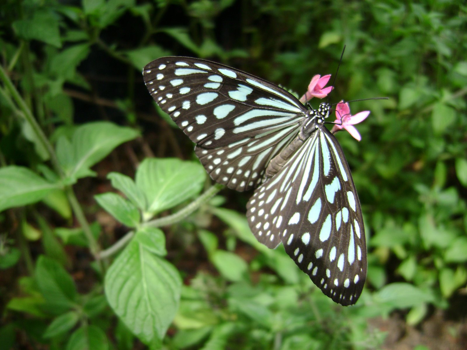 [singapore+065.JPG]