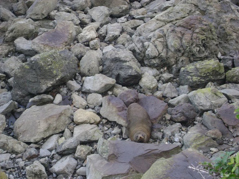 [Kaikoura12.jpg]