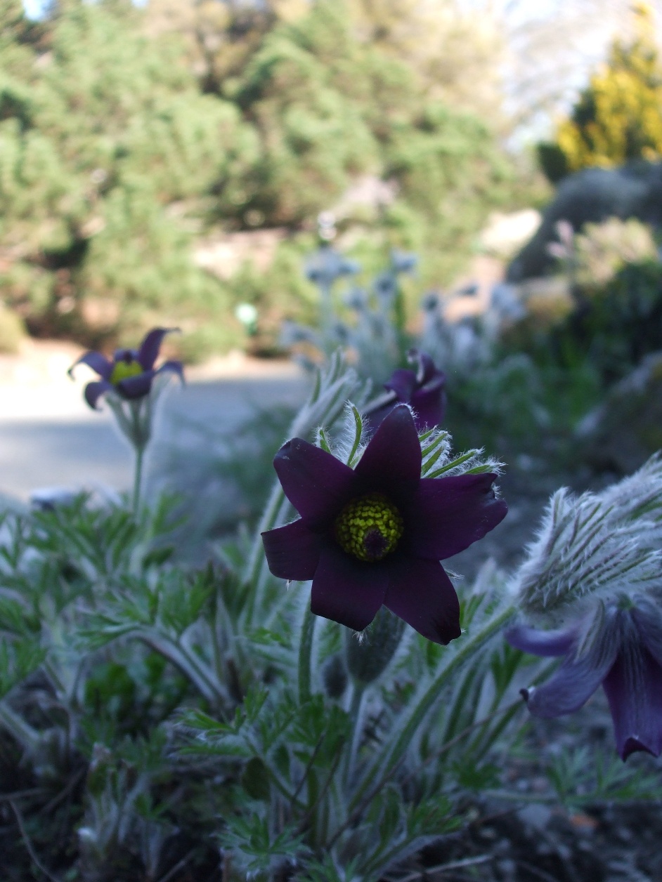 [botanicgardens5.jpg]