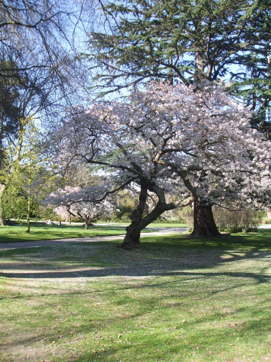 [botanicgardens7.jpg]