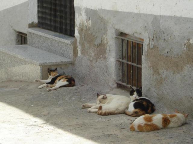 [109407-yator-gatos-en-la-calle-de-al-lado.jpg]