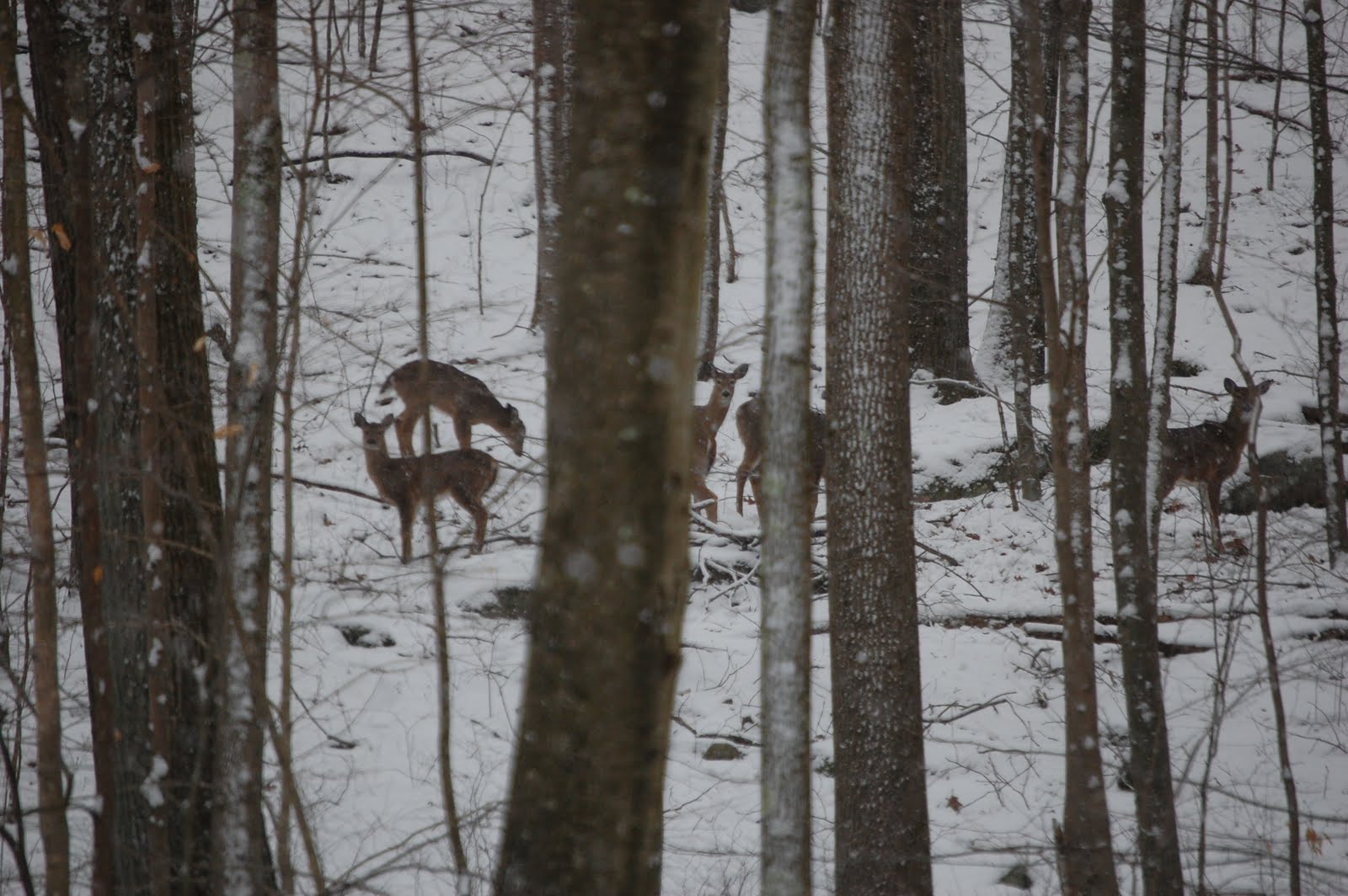 [DSC_0277.JPG]