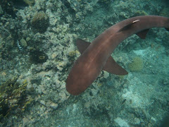 Swimming with sharks, Kuata, Fiji