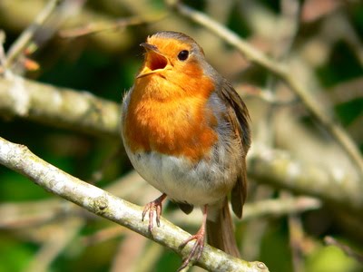 [Fotolia_bird.jpg]