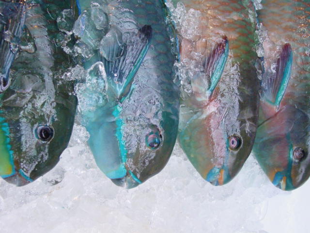 [DSC02445.JPG]