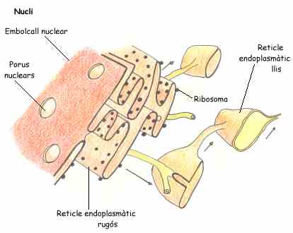 [reticle%20endoplasm%E0tic.jpg]