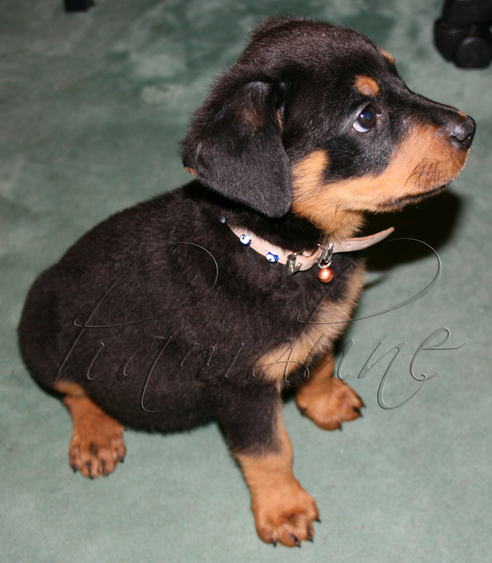 baby rottweilers rottweiler baby breeds picture baby rottweilers rottweiler baby breeds picture