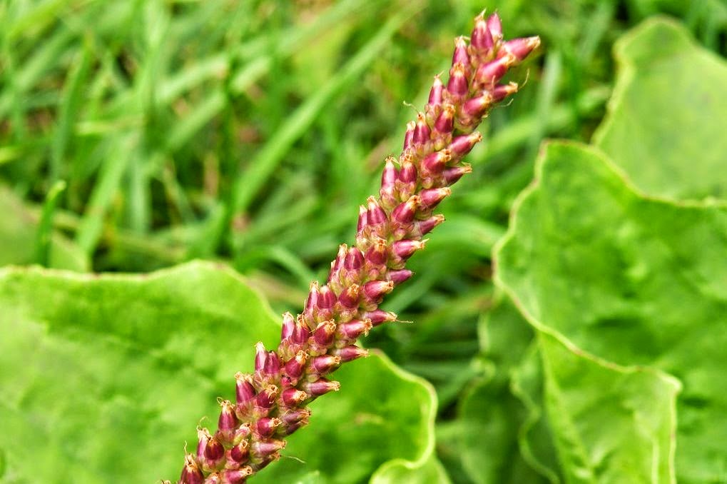 [bushcraft_plantain.JPG]