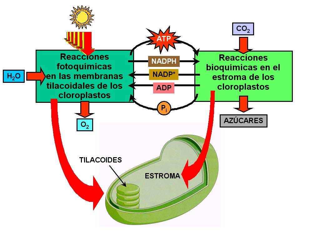 EN QUE ORGANISMOS SE LLEVA A CABO en que organismos se lleva a cabo: