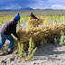 Bolivia, muy vulnerable al cambio climático