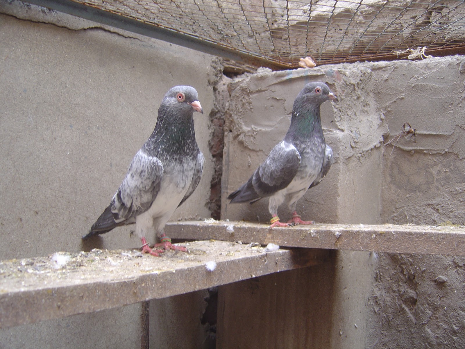 Pigeons Wallpapers