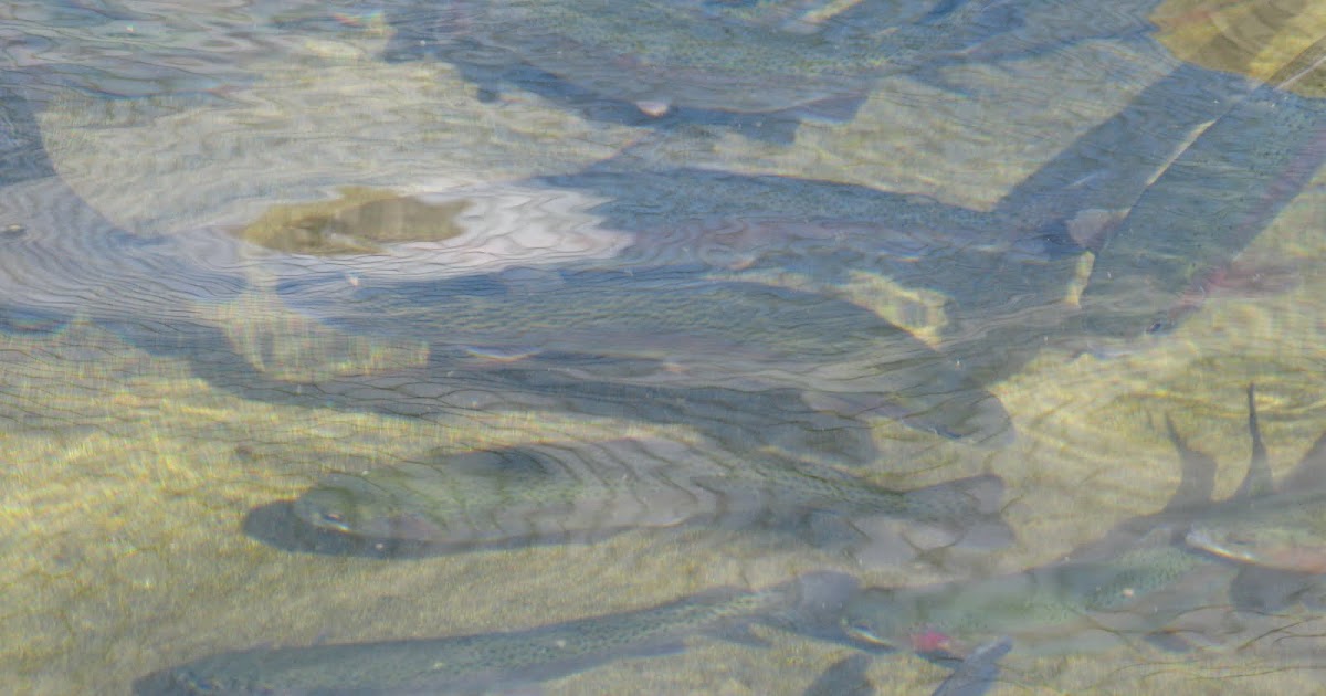 Preserving MANCHAUG POND! Looking for Trout? Try Lake Singletary or Wallum