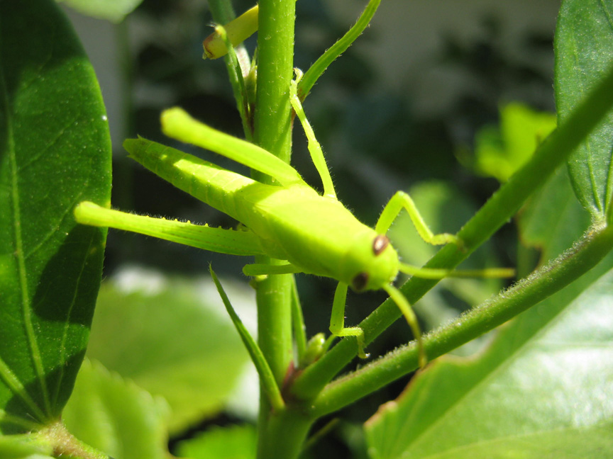 [Grasshopper.JPG]