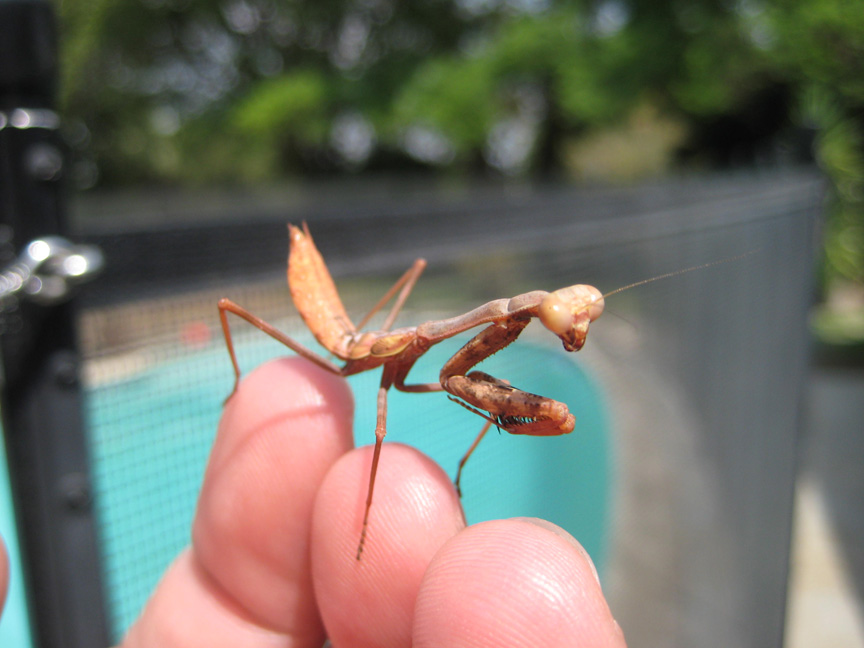 [SummerPreyingMantis.jpg]