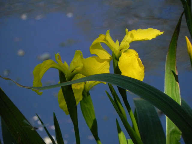 yellow iris