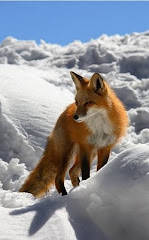 Foxy!