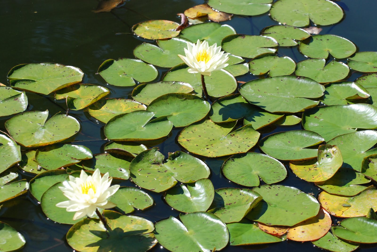 Lily Pool Terrace