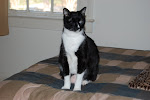 Patch - RIP our sweet, loving fur baby and one-eyed wonder cat.