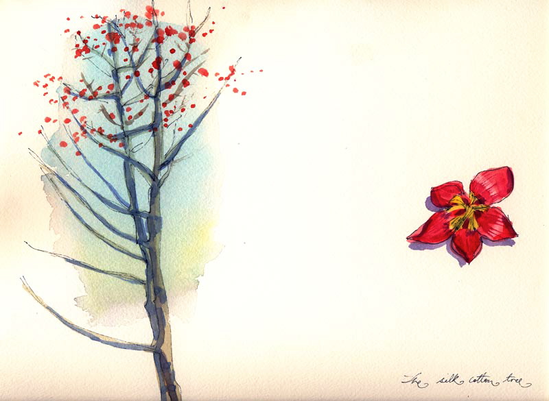 [silkcotton.jpg]