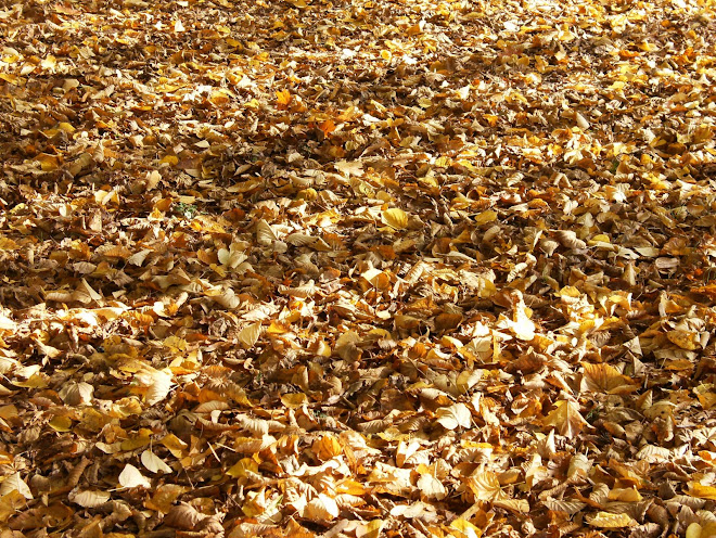 buéda folhas no chão