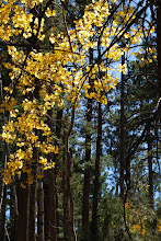 Fall Aspens