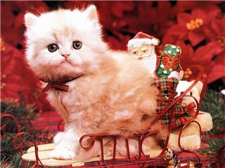 Kitten sitting on a sleigh