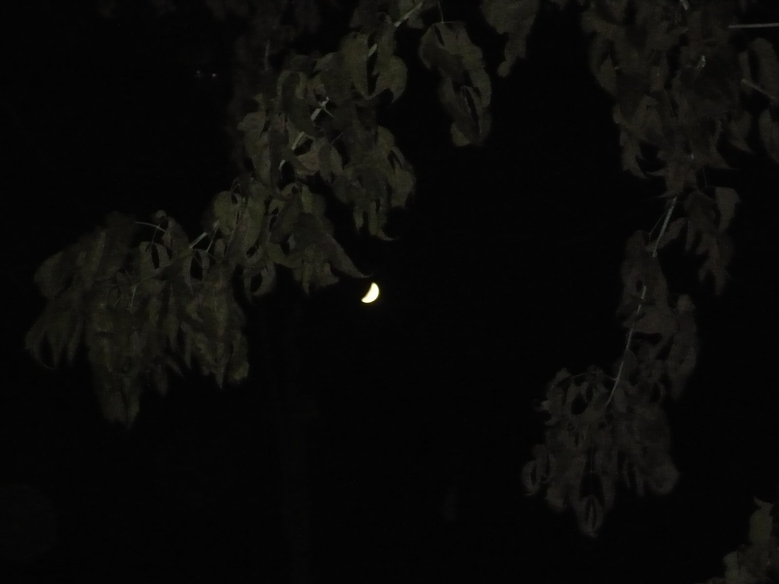 [Luna.JPG]