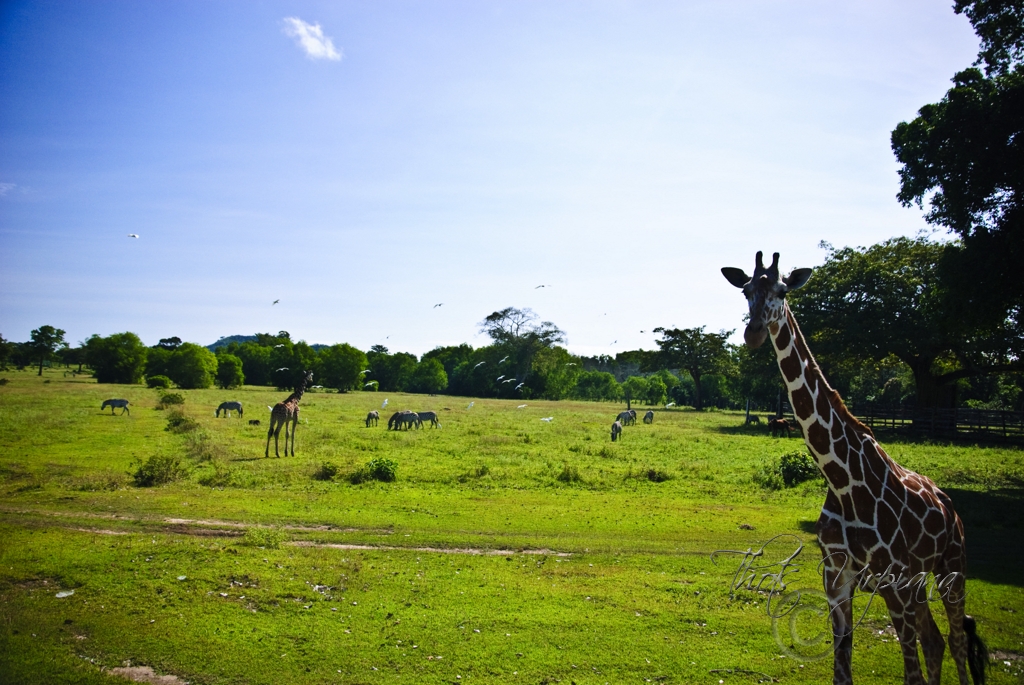 Natural+Vegetation+and+Wildlife+Wiki Natural Vegetation and Wildlife Wiki http://www.lakbaylente.com/2010 ...