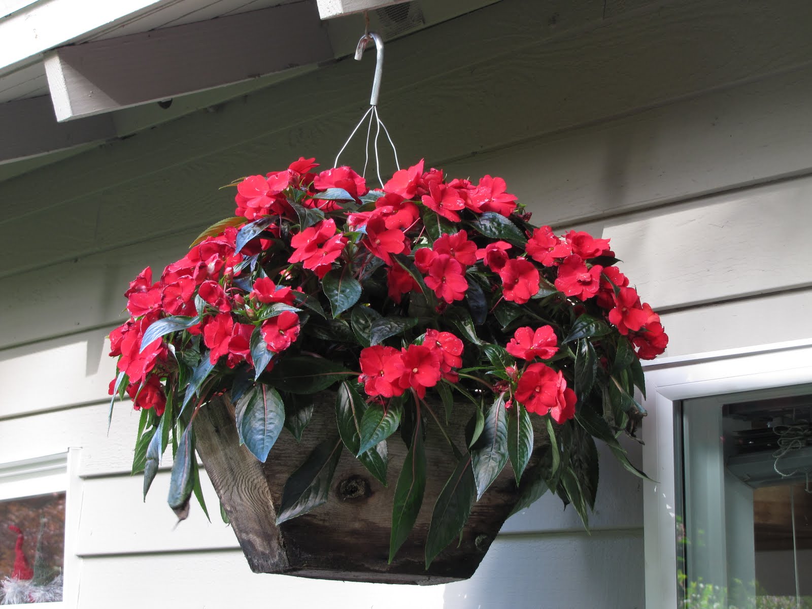 Northwestern Perspectives: Hanging Baskets and Containers