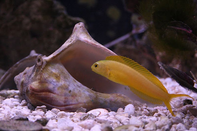 Jewel Blenny
