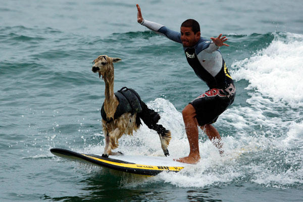 [Alpaca+Surfing.jpg]