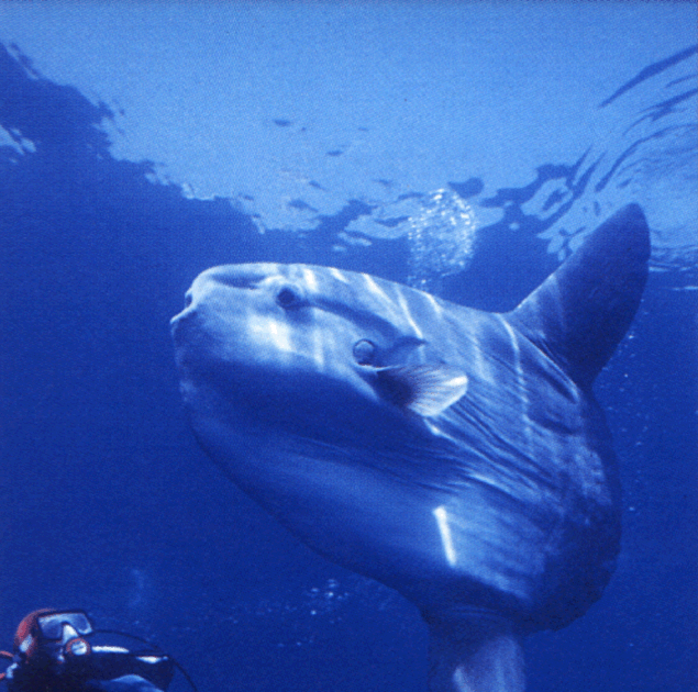 Fish Index: Mola Mola Fish