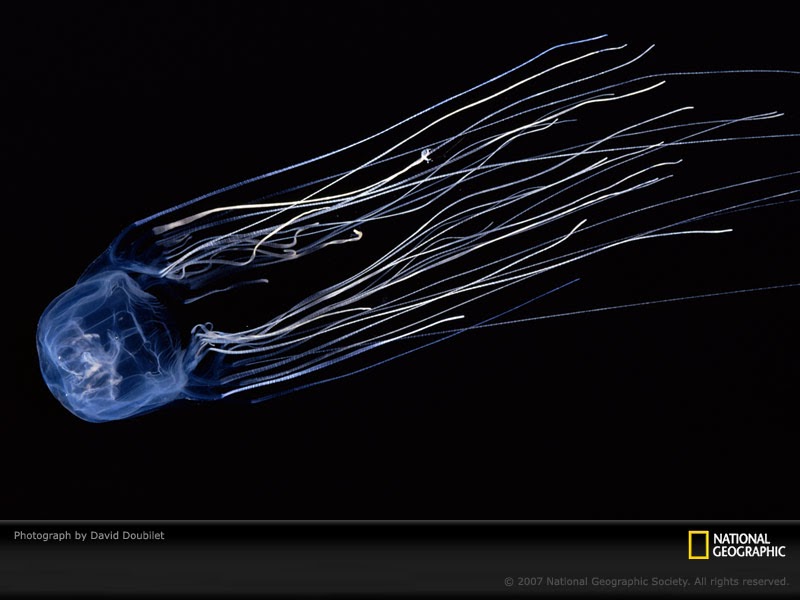 Fish Index Box Jellyfish (Chironex fleckeri) The Most Venomous Creature In The World!