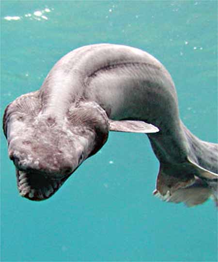 frilled+shark.jpg