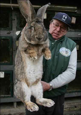 Biggest+Rabbit+In+The+World.jpg