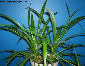 Buy A Spider Plant Free Shipping Include Inside The United States!